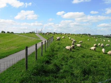 Schafe in Bensersiel auf dem Deich