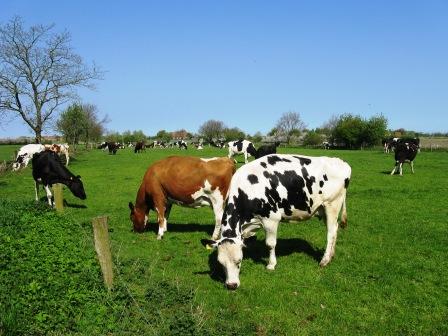 Weide mit Kühe in Holtgast