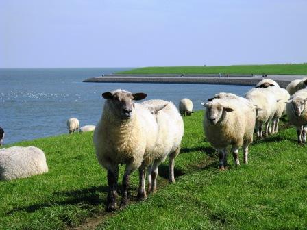 Schafe auf dem Deich in Ostbense